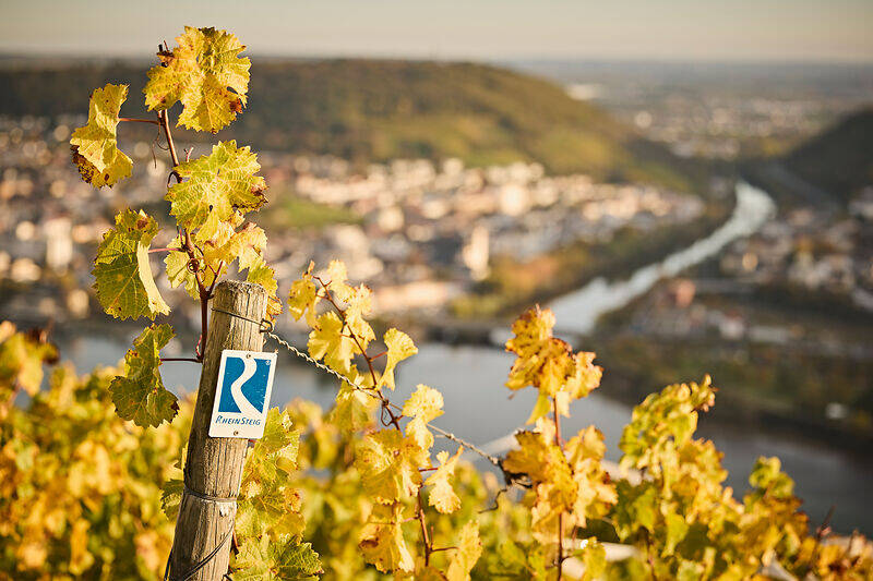 Rheinsteig Markierung am Weinberg