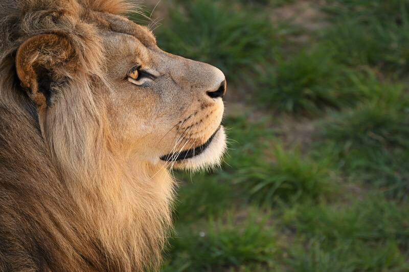 lion, animal, wildlife, mammal, feline, nature, wild cat